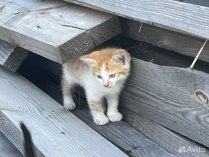 Котята в добрые руки даром