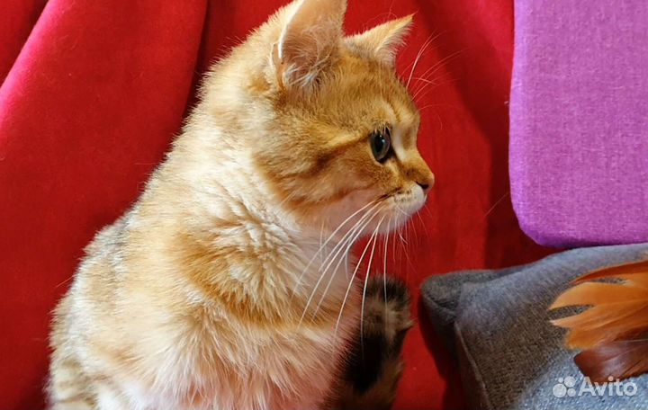 Супер котик манчкин лонг