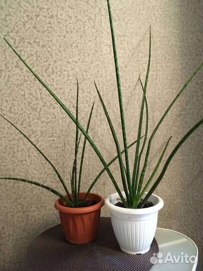 Сансевиерия остролистная