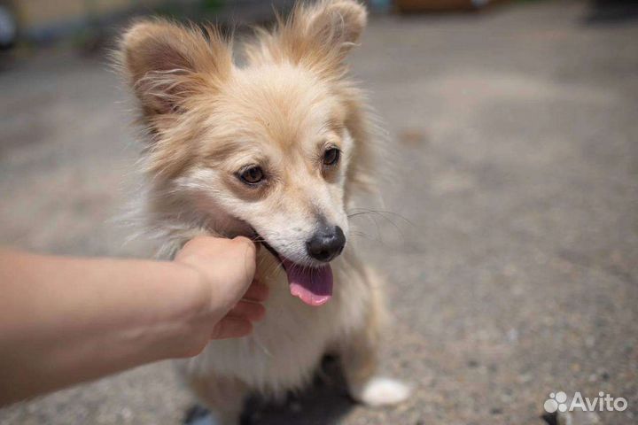 Собака. Зимка малышка. Ставрополь. в добрые руки