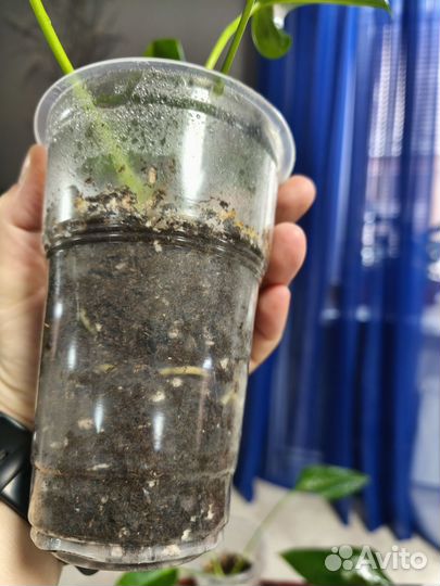 Антуриум Сирано