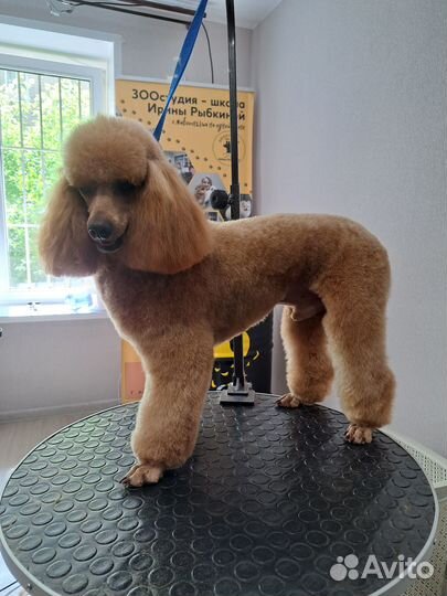 Стрижка собак и кошек. Обучение грумингу