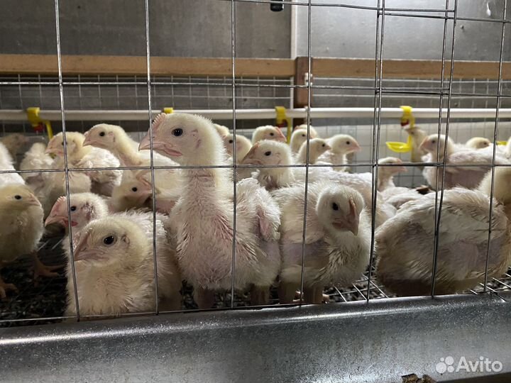 Бройлерные цыплята, индюшата, утята