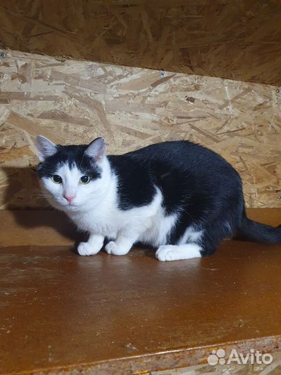 Большой, молодой кот