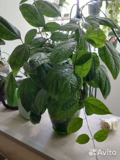 Клеродендрум Томпсона