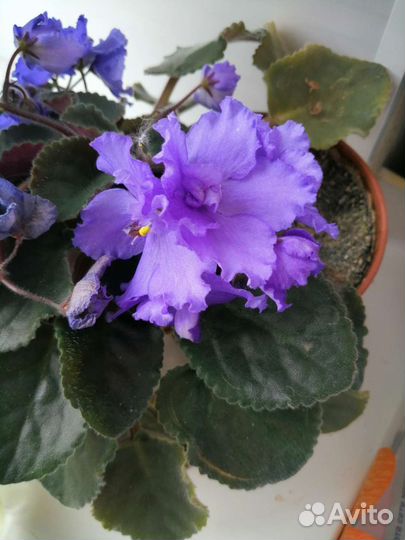 Комнатные цветы фиалки