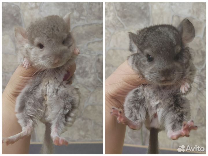 Шиншилла