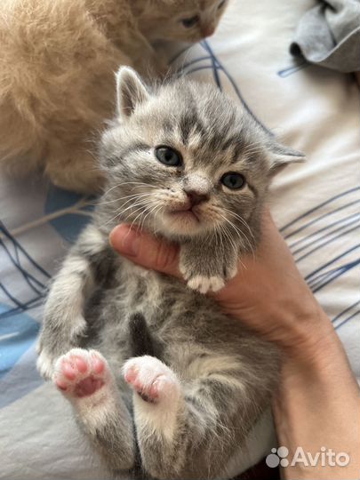 Шотландские котята