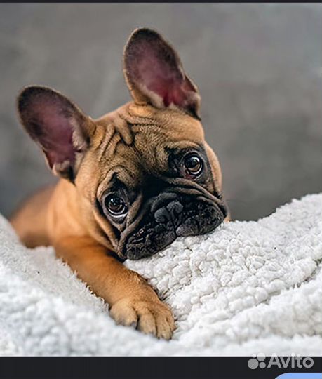 Французский бульдог щенки