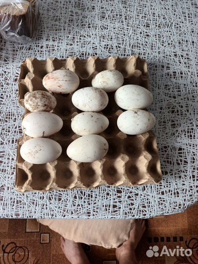 Домашние куриные яйца, гусиные яйца