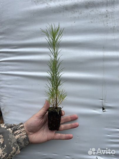 Лиственница с зкс Голубая Ель Сосна горная мугус