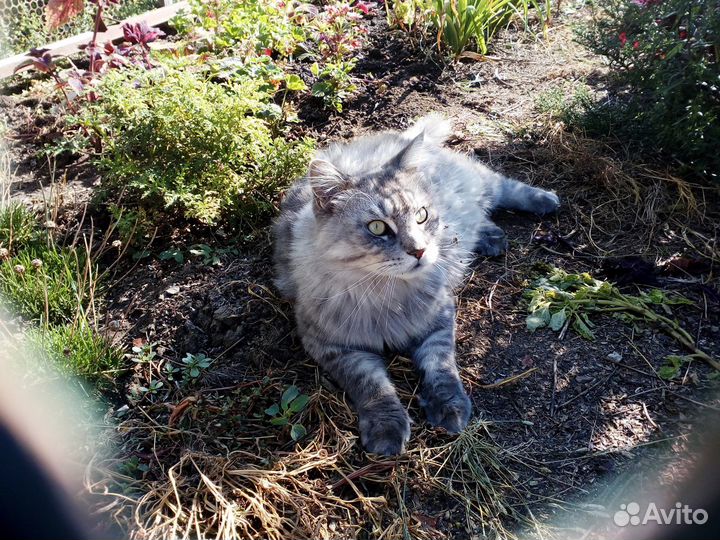 Красная смородина ягоды