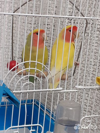 Продам попугаев не различники, с клеткой 5к торг