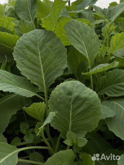 Рассада клубники