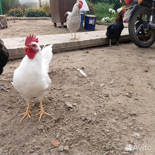Петушки и молодки продажа