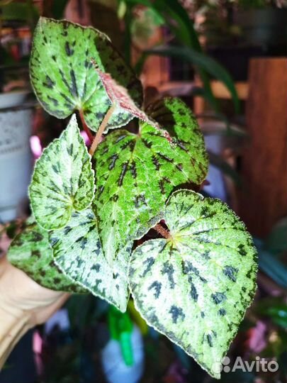 Бегония austrovietnamica