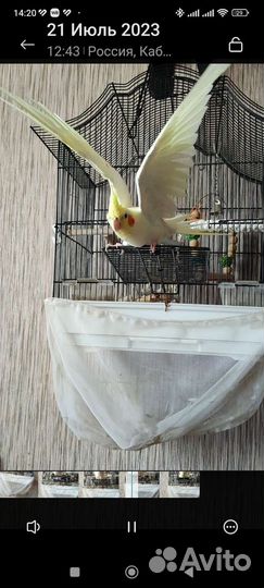 Попугай корелла
