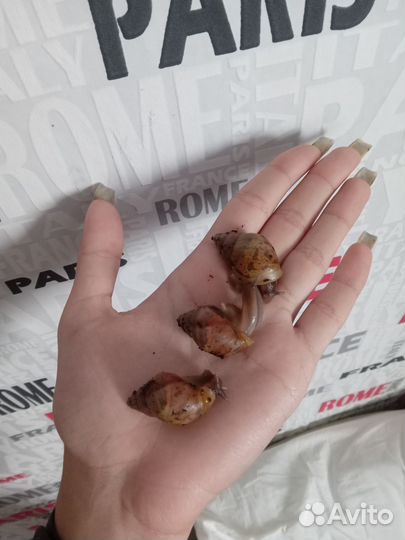 Улитки виноградные