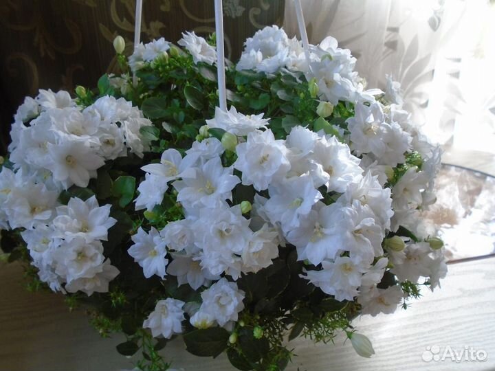 Кампанула махровая