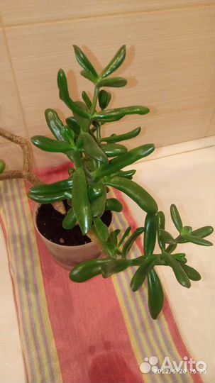 Крассула толстянка