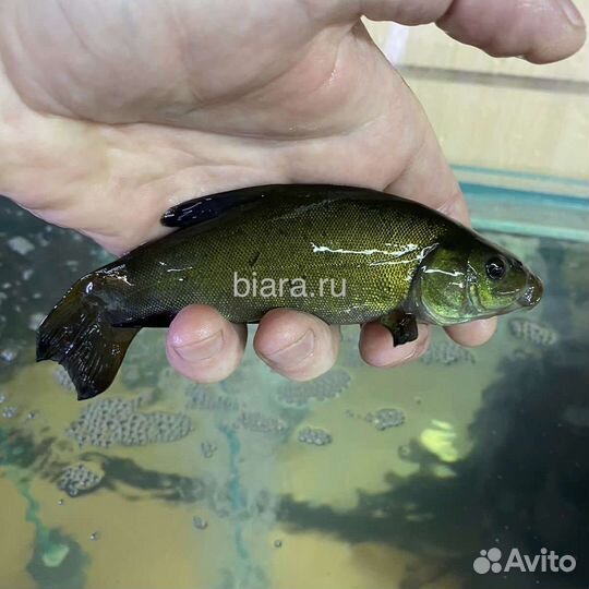 Рыба линь малек