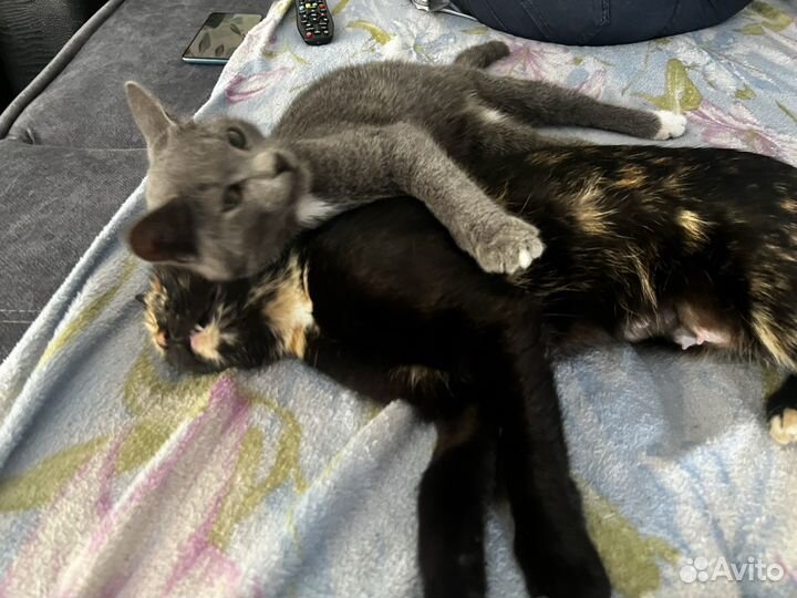 Котята