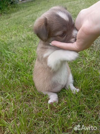 Самый милый щенок, девочка Лялька ищет дом