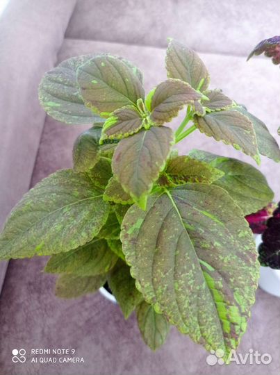 Новые сорта колеусов