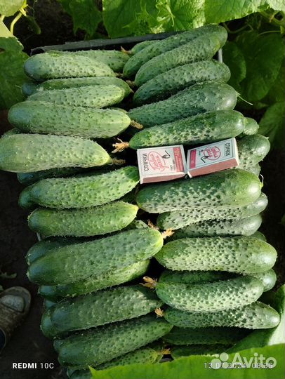 Огурцы свежие домашние. Микрорайон Кречевицы