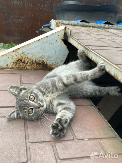Ласковая кошка