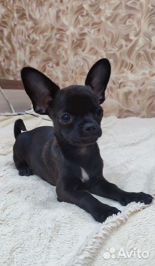 Щенки чихуахуа