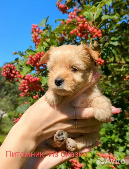 Голддаст йорк (Золотой йорк, голдаст)