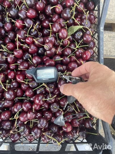 Вишня свежая