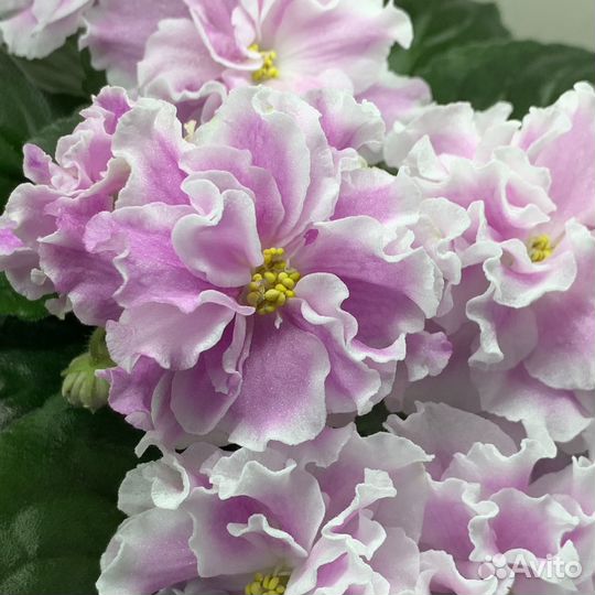 Фиалка детки