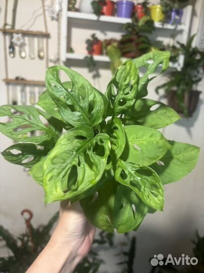 Монстера обликва