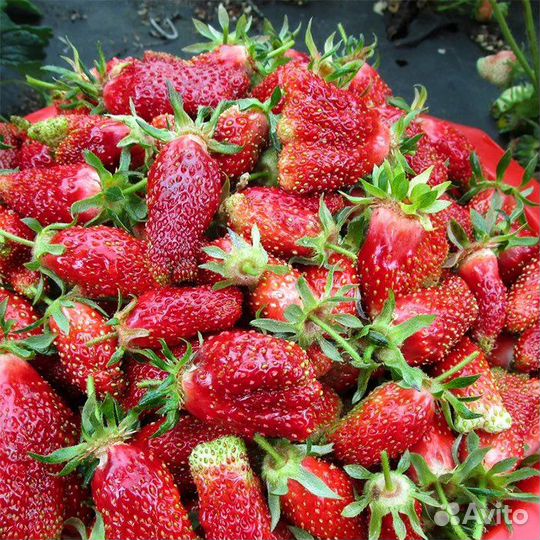 Земклуника купчиха