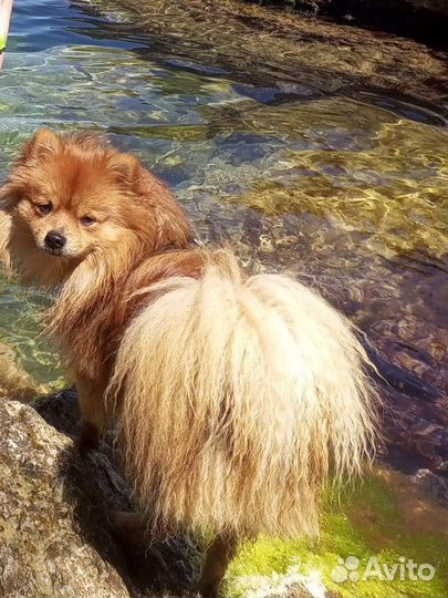 Немецкий малый шпиц вязка мальчик