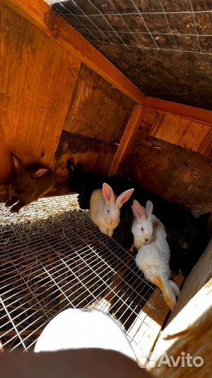 Калифорнийские кролики