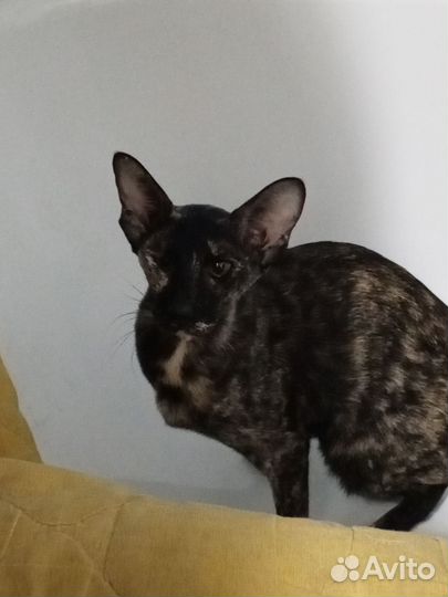 Ищем жениха