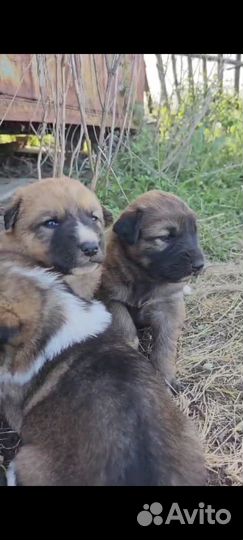 Щенки