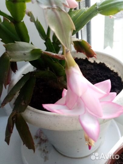 Цветок декабрист