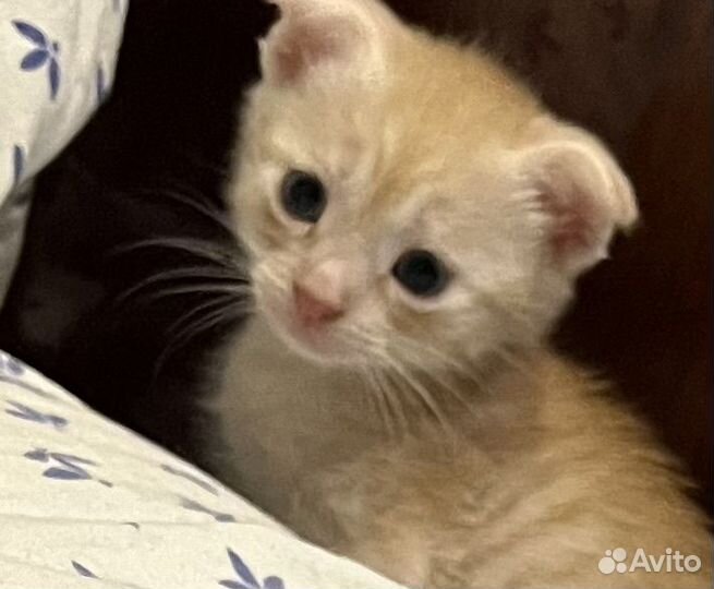 Вислоухий рыжик