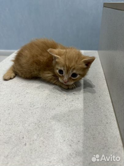 Котята