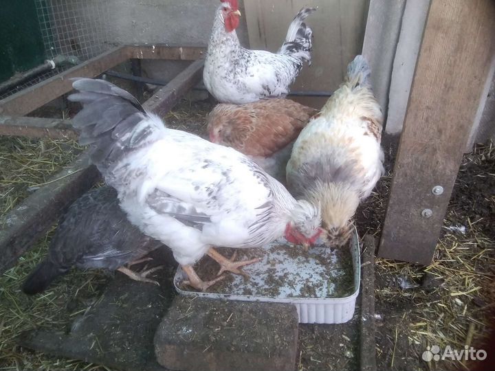 Петухи Виандот, Русская хохлатая, Борковская