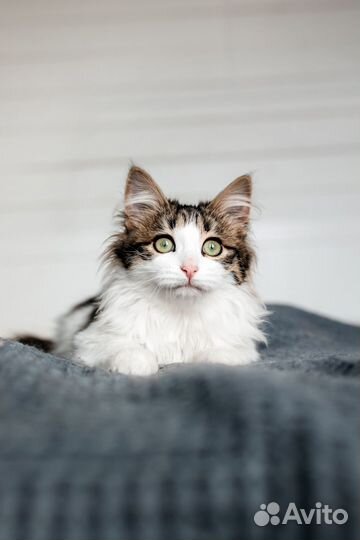 Котенок в добрые руки