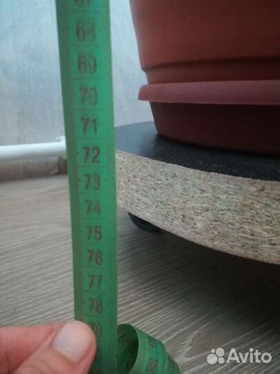 Пальма юкка