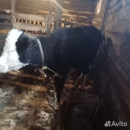 Быки и телки