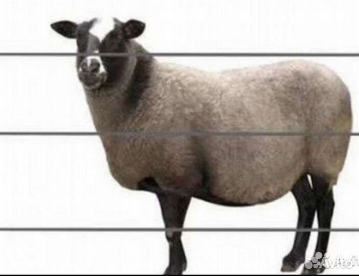 Качественные электропастухи в Ростове