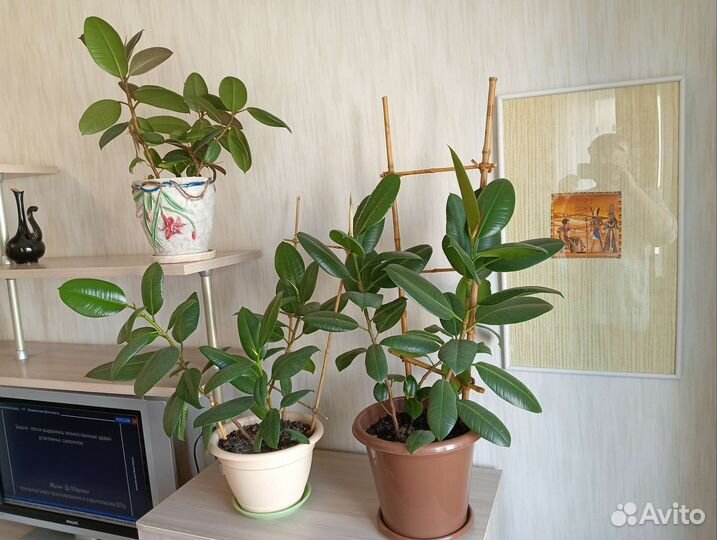Три фикуса в одном горшке