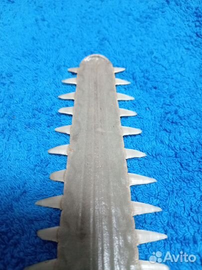 Нос рыбы пилы